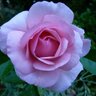 Фото профиля Marilyn M