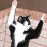 Profilbild von チャチャ15th