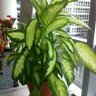 Analytics Plant's profile picture