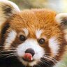 Ian Simmons's profile picture