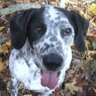 WhatTheDogSaid profil fotoğrafı