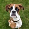 Simon Riley's profile picture