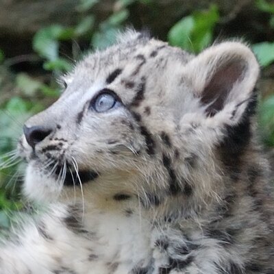 shiro_kuma56's profile picture