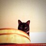 Profilbild von gato_negro