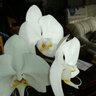 Фото профиля mrpelear