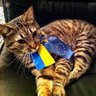 Alex of Kyiv 🇺🇦🇪🇺🇩🇪's profile picture