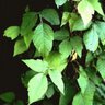 POISON△ivy profil fotoğrafı