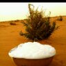 أبو أحمد 🌷's profile picture