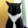 Mister Misty's profile picture