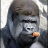 g0nz0's profile picture