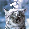 Пух 2's profile picture
