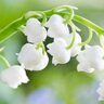 雪白*ゆき profil fotoğrafı