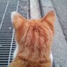 WHISKER's profile picture