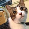 寝子 profil fotoğrafı