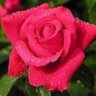 ام ناصر's profile picture
