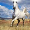 السَكَبْ profil fotoğrafı