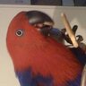 Big Birdie TikTok Correspondent 💚😎 的头像