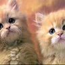 Profilbild von meow meow