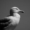 Dark Seagull 的头像