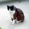 Фото профиля 4kitties