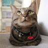 たかふみ(RN 猫みつを🐈) 的头像
