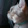 kazuko kuma's profile picture