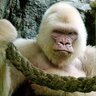 Profilbild von whytgorilla
