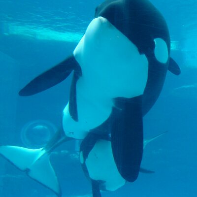 サク's profile picture