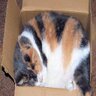 猫グローブ 的头像
