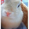 うさぎ profil fotoğrafı