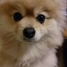 みほりん profil fotoğrafı