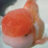 ぽーりーん's profile picture