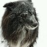 Ryan Koski's profile picture