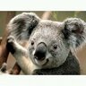 アウドムラ profil fotoğrafı