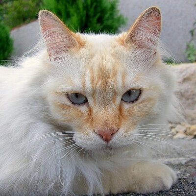 kswmochi's profile picture