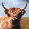irazingo's profile picture