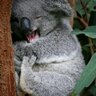 Quierounalias's profile picture