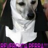 reverenda perra 🇻🇪's profile picture