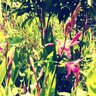 Фото профиля はんべ