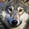 Profilbild von W-Edge