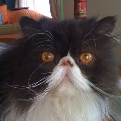 Atsuko S ð's profile picture