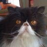 Atsuko S 🍉 profil fotoğrafı