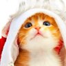 aki's profile picture