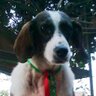 Profilbild von @ElperritoRodolfo
