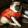 Smokey the Pug profil fotoğrafı