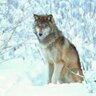 El lobo 的头像