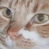 Hobbes The Cat profil fotoğrafı