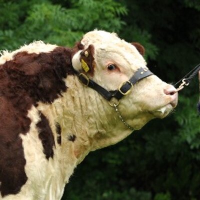 Kilsunny Herd's profile picture