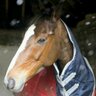 Horses and Vino's profile picture