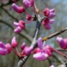theRedbud profil fotoğrafı